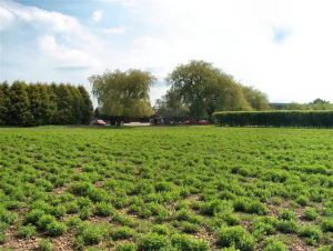 Mint field