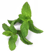 Mint Leaves