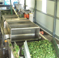 Mint processing